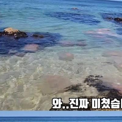 지금 여름 피서 동해안 가면 안되는 이유