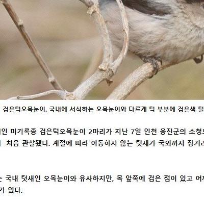 인천에 온 중국에서만 사는 새.