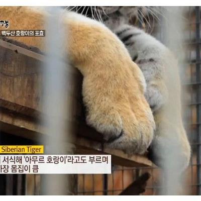 백두산 호랑이 한국 표범.jpgif