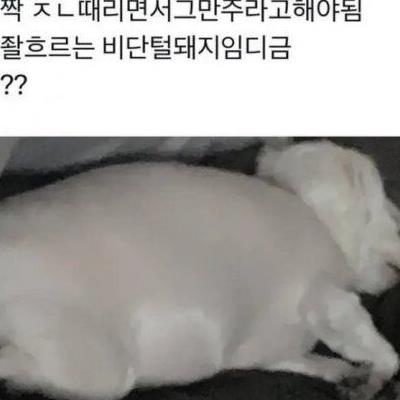 개가 너무 살쪄서 털이라도 깎아 본 견주