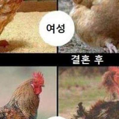 결혼 전과 후 치킨버젼