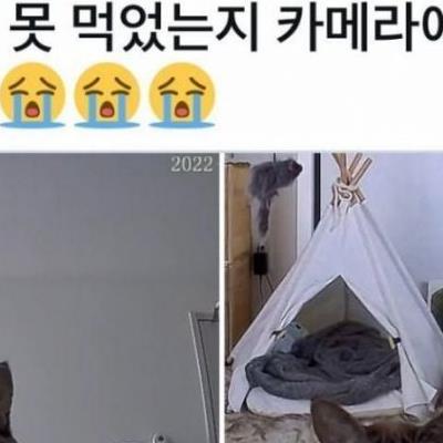 집사가 밥을 깜빡하고 출근한 날 냥이의 항의