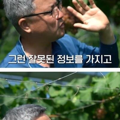 샤인머스캣 맛 없어진 이유.jpg